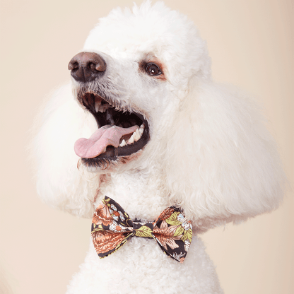 DOG BOW TIE - BLACK FLORAL PRINT