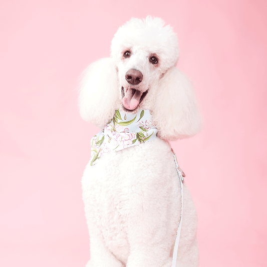 DOG BANDANA -  WATERCOLOUR FLORAL