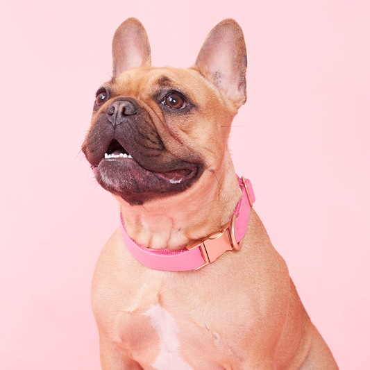DOG COLLAR - AZALEA PINK
