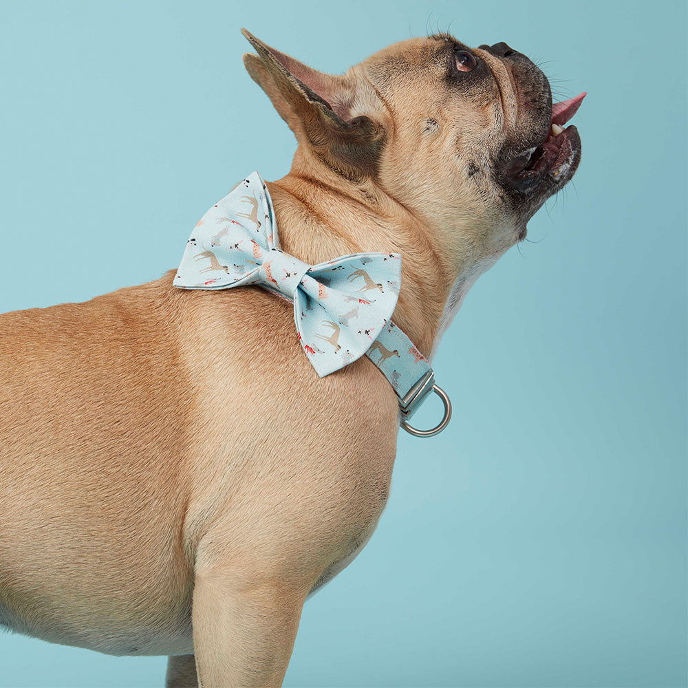 DOG COLLAR - BLUE DOG