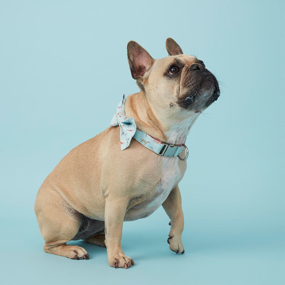 DOG COLLAR - BLUE DOG