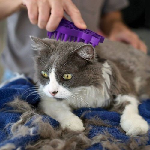 KONG Zoom Groom Cat Brush