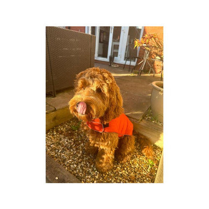 Doodlebone Puffer Jacket Pumpkin & Smoke Size 3-5