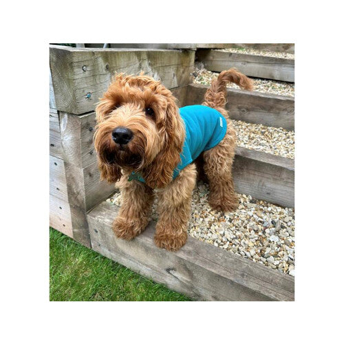 Doodlebone Dog Fleece Teal Size 1