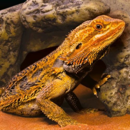 Exo Terra Reptile Cave Natural Hiding Place Medium