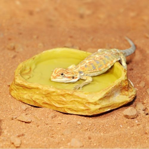 HabiStat Sandstone Water Dish, Extra Large