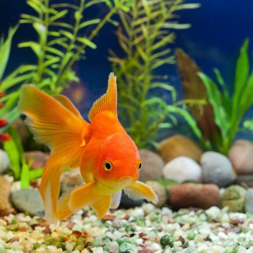 TetraFin Goldfish Flakes 52g