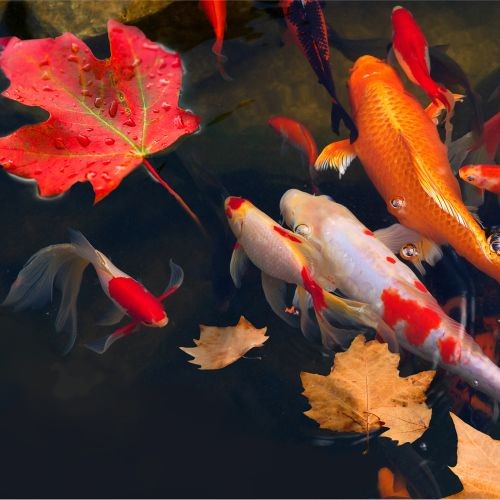 Tetra Koi and Goldfish Fish Food Pond Wheatgerm Sticks 200g