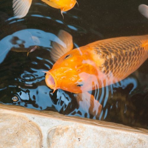 Tetra Koi and Goldfish Fish Food Pond Sticks 450g