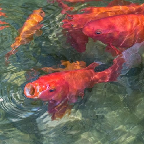Tetra Koi and Goldfish Fish Food Pond Variety Sticks 150g