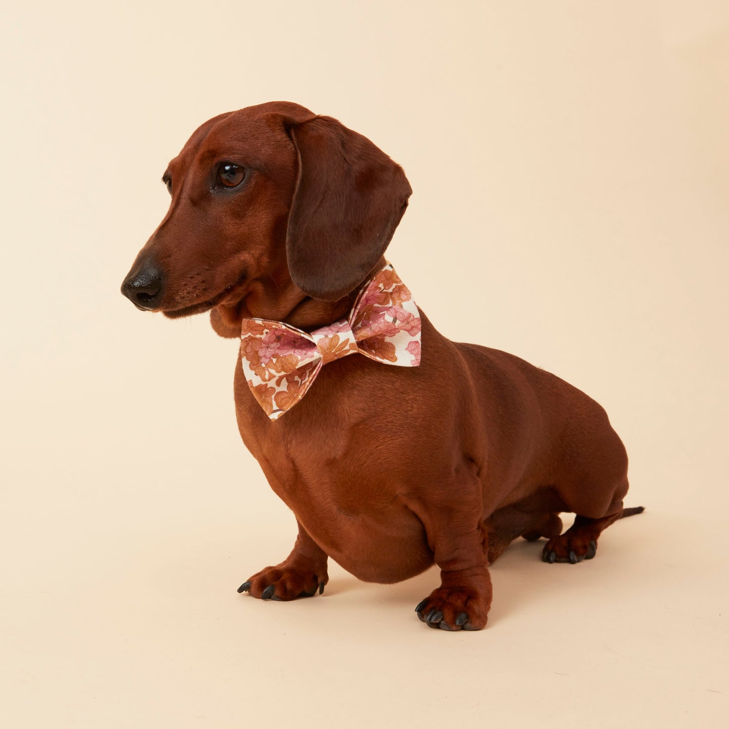 DOG BOW TIE - PINK FLORAL