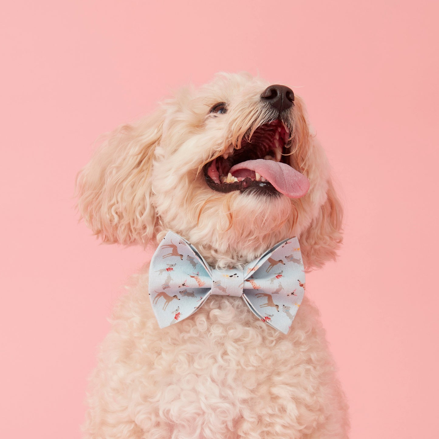 DOG BOW TIE - BLUE DOG