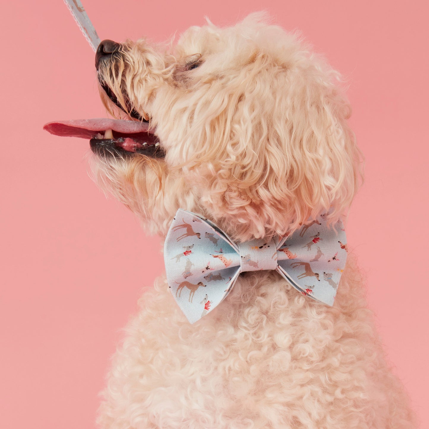 DOG BOW TIE - BLUE DOG