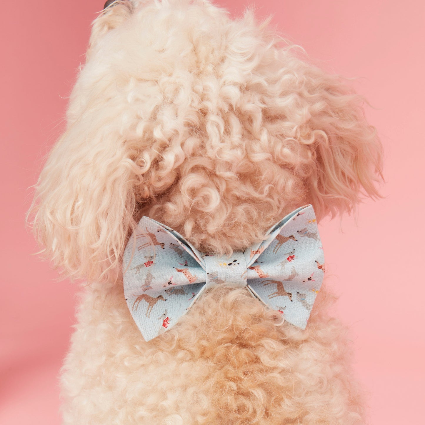 DOG BOW TIE - BLUE DOG