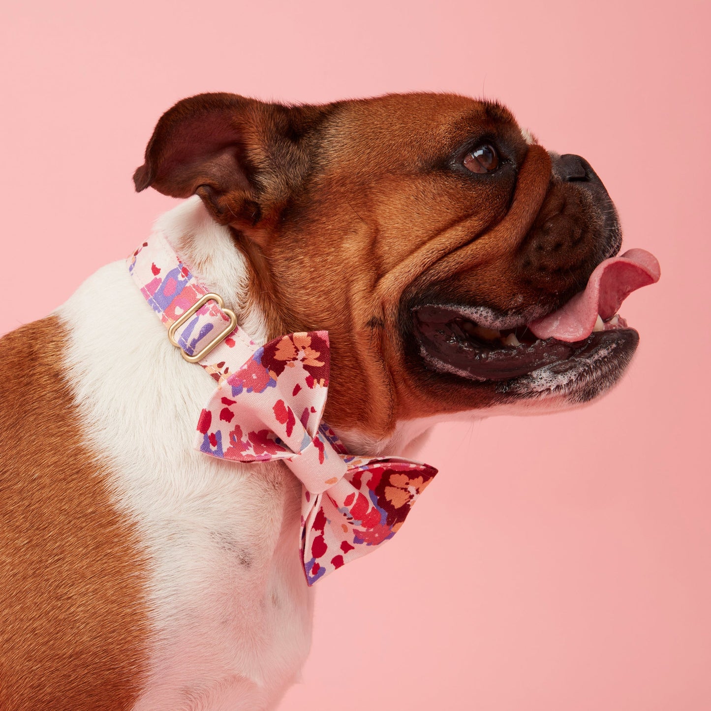 DOG COLLAR - BOLD FLORAL