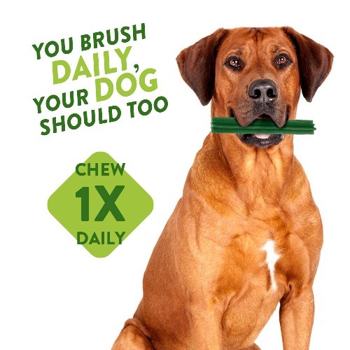 Whimzees Alligator 87mm Dental Dog Chew Treat Medium