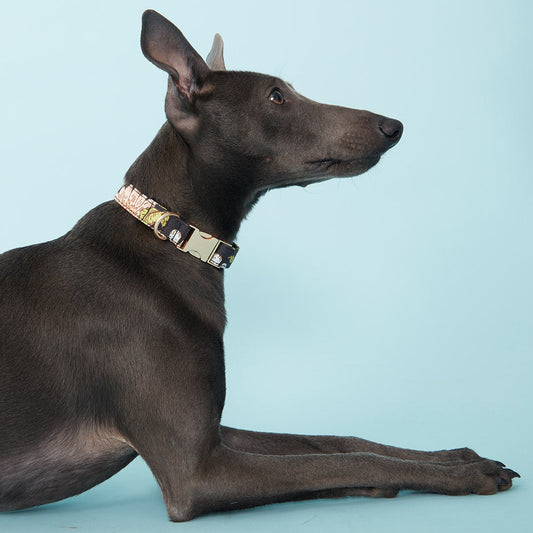 DOG COLLAR - BLACK FLORAL