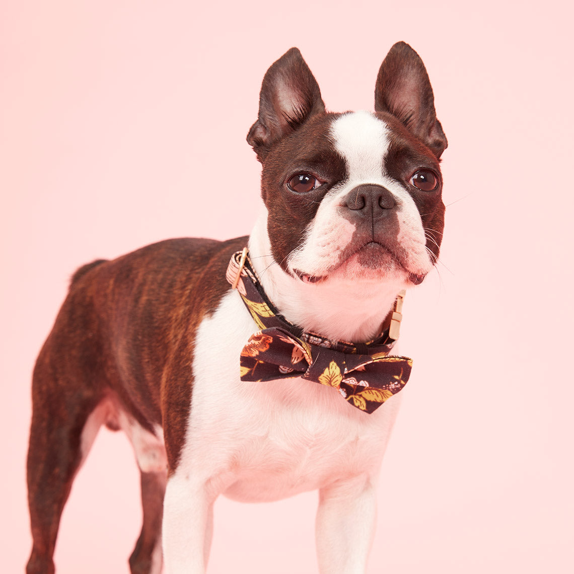 DOG BOW TIE - BLACK FLORAL PRINT