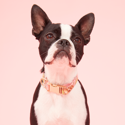 DOG COLLAR - FLORAL PRINT PINK