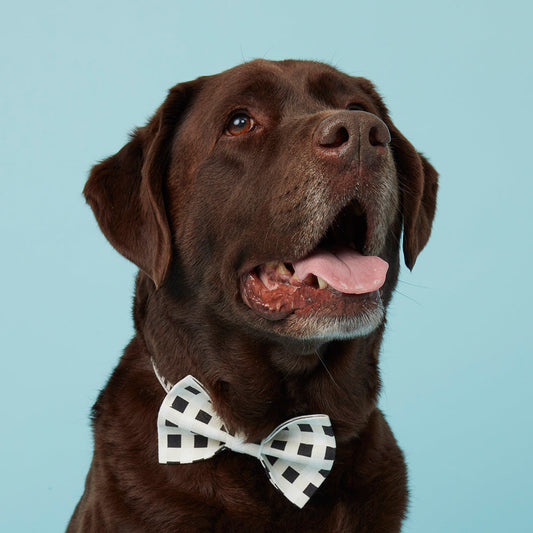DOG BOW TIE - WHITE BLACK CHECK