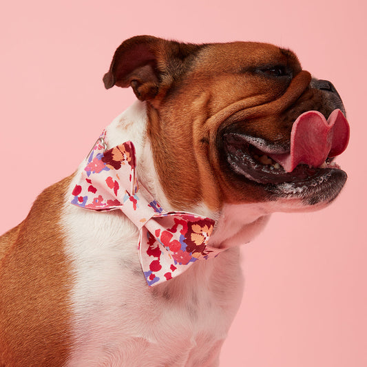 DOG BOW TIE - BOLD FLORAL