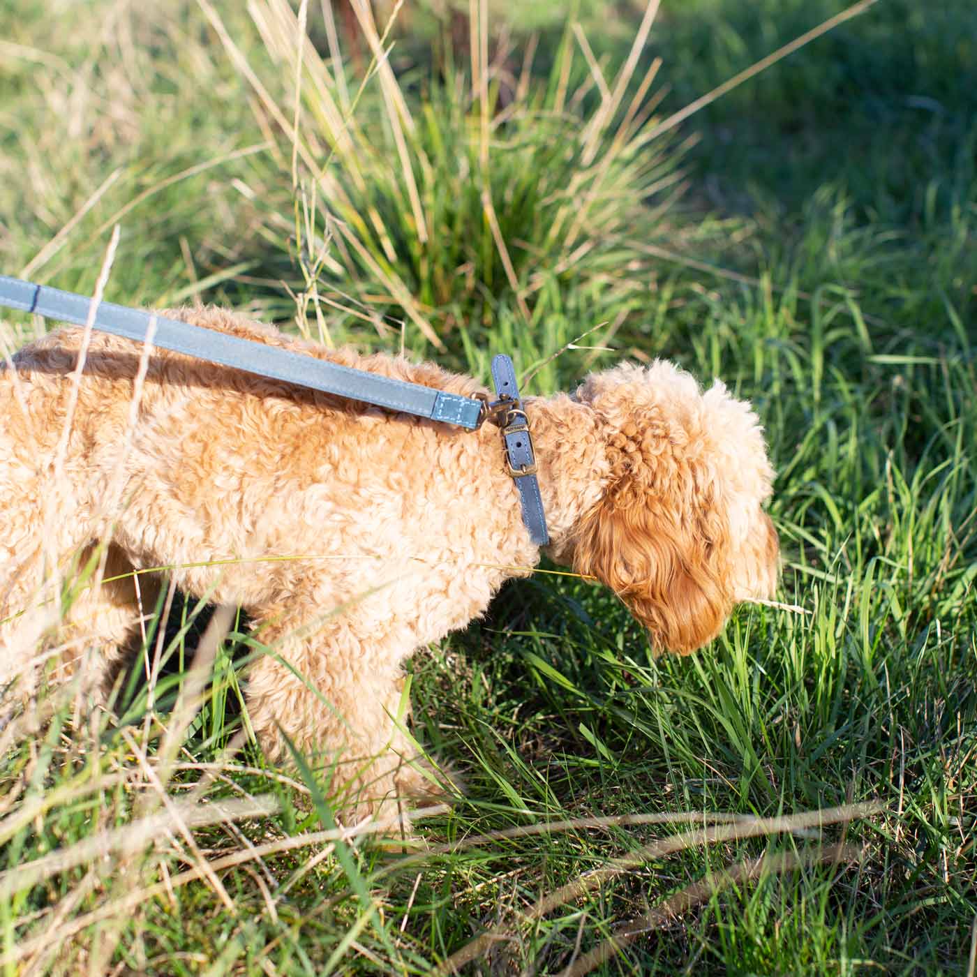 Ancol Timberwolf Leather Collar