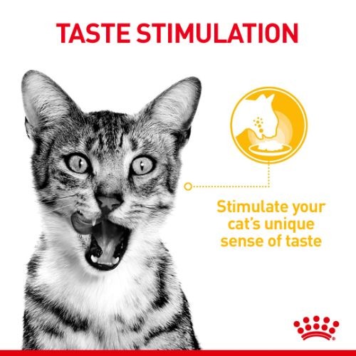 Royal Canin FHN Sensory Taste Cat Food Pouch in Gravy 12 x 85g