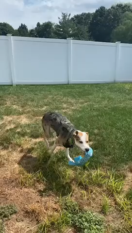 Dog Plush Toy